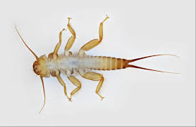 Image result for Pleioceras gilletii