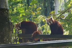 Cette naissance prochaine, à beauval, est une magnifique nouvelle pour cette espèce considérée comme « vulnérable » par l'uicn mais également pour l'ensemble des espèces menacées dans le. File Zooparc De Beauval Panda Roux Jpg Wikimedia Commons