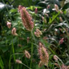 Image result for Cenchrus geniculatus