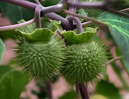 Image result for Datura inoxia