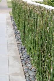 Skatiet 6 sociālās lapas, ieskaitot facebook un google, stundas un sīkāku informāciju par šo biznesu. Horsetail Reed Puzzle Grass 1 Potted Plant Privacy Screen Etsy Landscape Design Front Yard Landscaping Backyard Landscaping