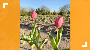 A … carpetis opposite / on the floor. Spring Tyler S First Tulip Field To Open Saturday Cbs19 Tv