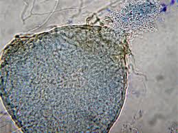 Image result for Pycnospora