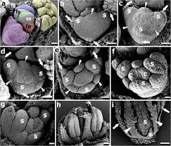 Image result for Hypolytrum goetghebeur