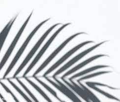 Download Premium Psd Of Shadow Of Palm Leaves On A White Wall 556045 Shadow Plants Palm Leaves Shadow Photography