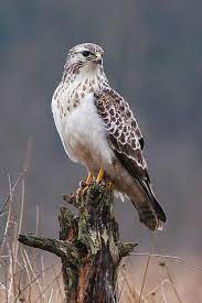 Arend , roofvogel, zeearend, buizerd soorten roofvogels in de tuin. Pin Van Larry Paul Op Animals Birds Roofvogels Vogels Buizerd