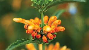 We did not find results for: Low Water Flowering Shrubs Sunset Magazine