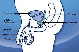 Check spelling or type a new query. Prostate Cancer And The Psa Test Cancer Publications Public Information Mohltc