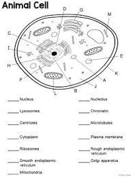 Animal cell labeled with numbers. Parts Of An Animal Cell Labeling Matching Printable Digital Animal Cell Cells Worksheet Animal Cells Worksheet