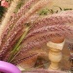 Image result for Chloris roxburghiana