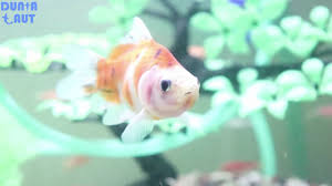 Tanpa lampu dan tanpa pompa oksigen, ikan ini mampu bertahan hidup di dalam aquarium. 10 Jenis Ikan Hias Aquarium Tanpa Mesin Oksigen Atau Aerator Youtube