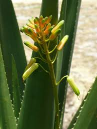 Image result for Aloe bukobana