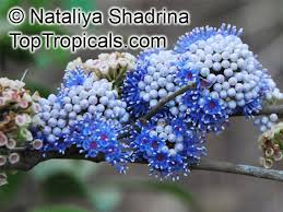 Image result for Memecylon myrianthum