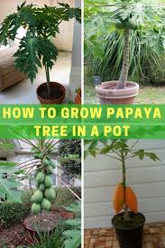 We did not find results for: How To Grow Papaya Tree In A Pot Papaya Plant Papaya Tree Fruit Trees In Containers
