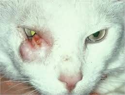 Most common primary conjunctival/eyelid tumor in the cat. Eyelids And Orbit Veterian Key