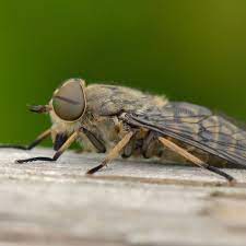 Horseflies At Your Picnic Here S How To Keep Them Away For Ever Insects The Guardian