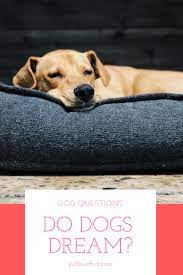You Find Your Dog Twitching His Leg One Moment Then Softly Growling The Next You Start Wondering What Is Wrong With Him Dogs Dog Boarding Near Me Dog Neuter