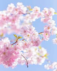 Includes 3 versions of my pastel pink cherry blossom flower overlay. Pretty Pastel Pink Cherry Blossom Against A Blue Sky Photo By Zoepower On Instagram Spring Pastels Cherry Sky Photos Cherry Blossom Pastel Pink Aesthetic