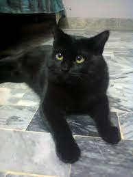 Pictures Of Minicoon Cat For Sale Pure Black With Golden Eyes Beautiful Black Cat They All Need Love The Incen Cats Cats For Sale Black Cat