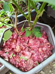 Unsur hara yang kurang bisa membuat daun bawang merah cepat layu. Makcik Tak Perlulah Beli Bawang Merah Lepas Ini Begini Cara Tanam Bawang Paling Win My Info Berita
