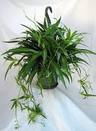 We did not find results for: Shamrock Spider Plant Easy To Grow Cleans The Air 6 Hanging Basket List Price 17 50 Price 14 99 Plants Indoor Flowering Plants Spider Plants
