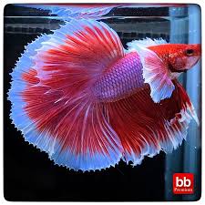 Dumbo Red Betta Fish Types Betta Fish Betta
