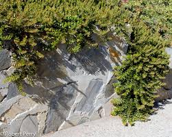 Image result for Craterispermum