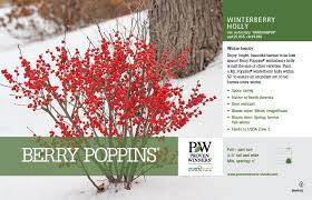 Ilex Berry Poppins Winterberry Holly 11x7 Variety Benchcard Proven Winners Winterberry Holly Winterberry Berries