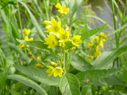 Protecting wildlife for the future.registered charity number 207238. Lysimachia Vulgaris Yellow Loosestrife Identification Distribution Habitat