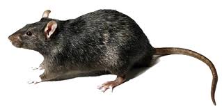Download Rat Transparent Hq Png Image Freepngimg Rat png clipart, free portable network graphics (png) archive. freepngclipart