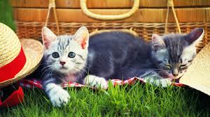 If the grass has been treated. Cats Kitten Grass Hat Picnic Cat Cat Grass Hat Picnic Wallpapers Hd Desktop And Mobile Backgrounds