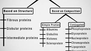 A protein is composed of one or more long chains of amino acids, the sequence of which corresponds to the dna sequence of the gene that encodes there are 4 levels of structure in proteins. Classification Of Protein On The Basis Of Structure Composition And Function Online Biology Notes