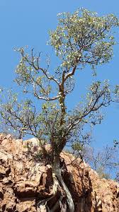 Image result for Ficus tettensis