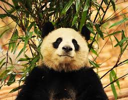 1 Day Panda Visit Leshan Giant Buddha Tour