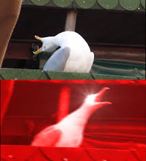 Screaming Bird Meme Template Memesportal