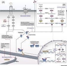 The pancreas is located behind the stomach, so having pancreatic cancer doesn't involve a palpable mass that you can feel. Advanced Prostate Cancer Treatment Advances And Future Directions Trends In Cancer