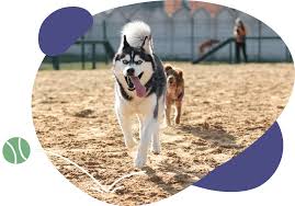 Pet Care Professionals