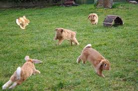 Ninja Clones Skill Now I M Sure You Won T Catch Me Bunny Lovers Bunny Pictures Cute Animals