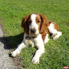 ingiliz springer spaniel dog breeds welsh springer spaniel springer spaniel