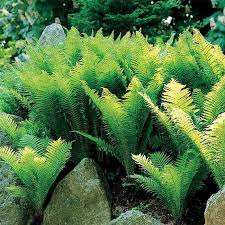 Ostrich Fern For Sale Wholesale Ostrich Fern Garden Shrubs Plants