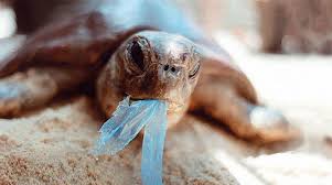 Resultado de imagen de isla del plastico imagenes de peces muertos