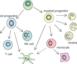 See full list on differencebetween.com Development Of Human White Blood Cells Leukocytes Differentiate From Download Scientific Diagram