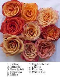 Carnations, daisies, irises, lilies, orchids, roses, sunflowers The Orange Rose Study Orange Roses Rose Varieties Flower Names