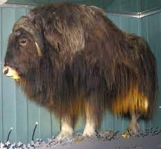 Dyret er indført til norge og har derfra bredt sig ind i jämtland i sverige. Moskus Lokalhistoriewiki No