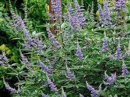 Image result for Vitex patula