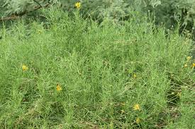 Image result for Vangueria esculenta