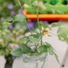 Image result for cuttings of roses