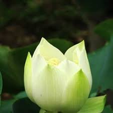 Tuồng đời tuồng rạp hệt như nhau Diễn... - Hòa Đạo Hòa Đời Hòa ...