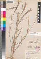 Image result for Eragrostis arenicola