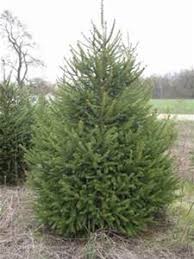 Winter and summer are fine as long as you avoid extreme temps. Evergreen Nursery Company Inc Spruce Norway